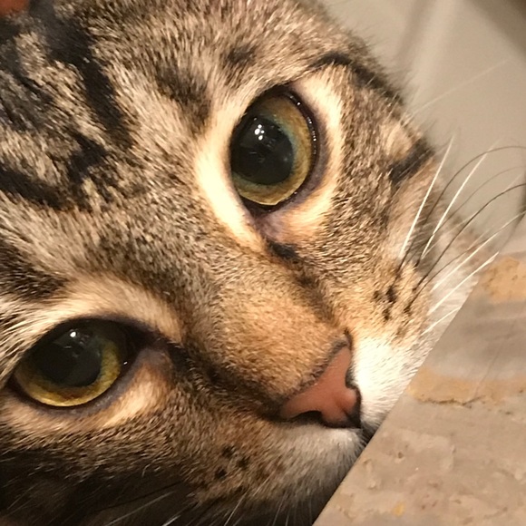 Meet your Posher, Tara - Picture 1 of 1